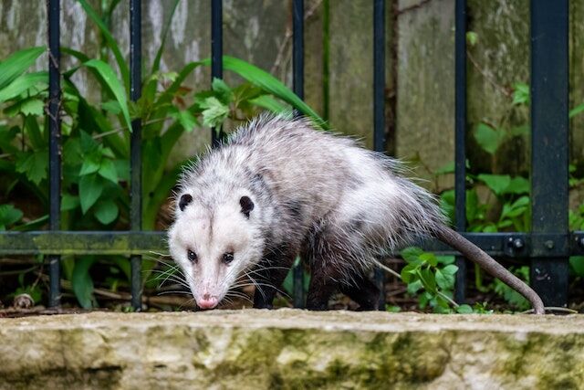The Dangers of Ignoring a Possum Infestation in Your Home